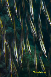 Razorfish @ Moalboal by Taco Cheung 